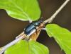 Platycerus caraboides